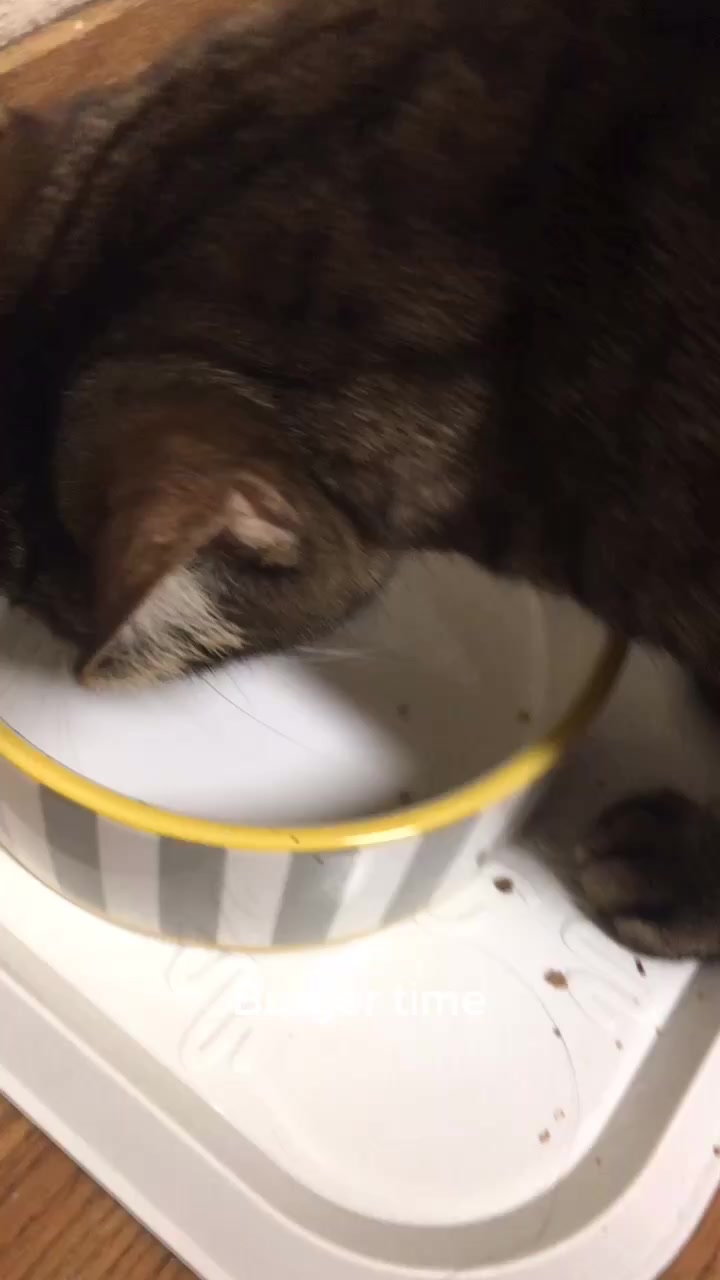 @The Pizzacat