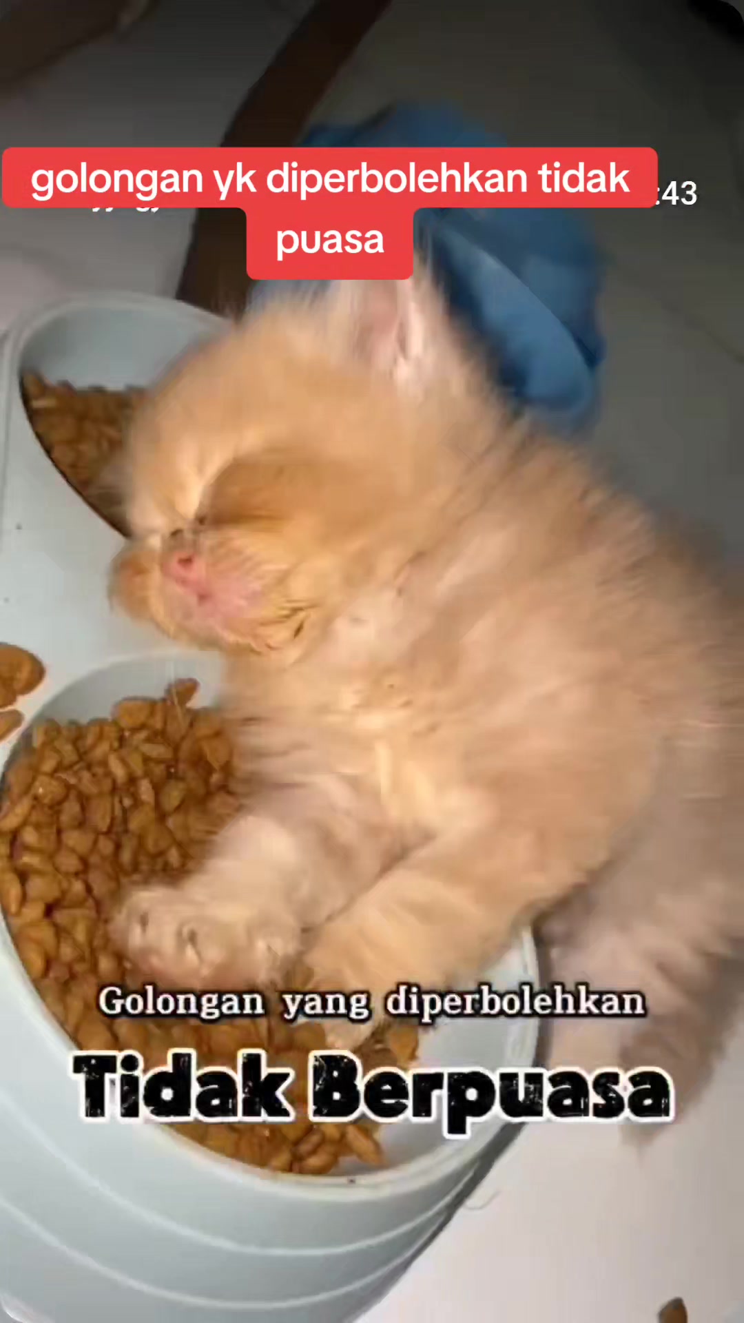 @#NDAnya Kucing#