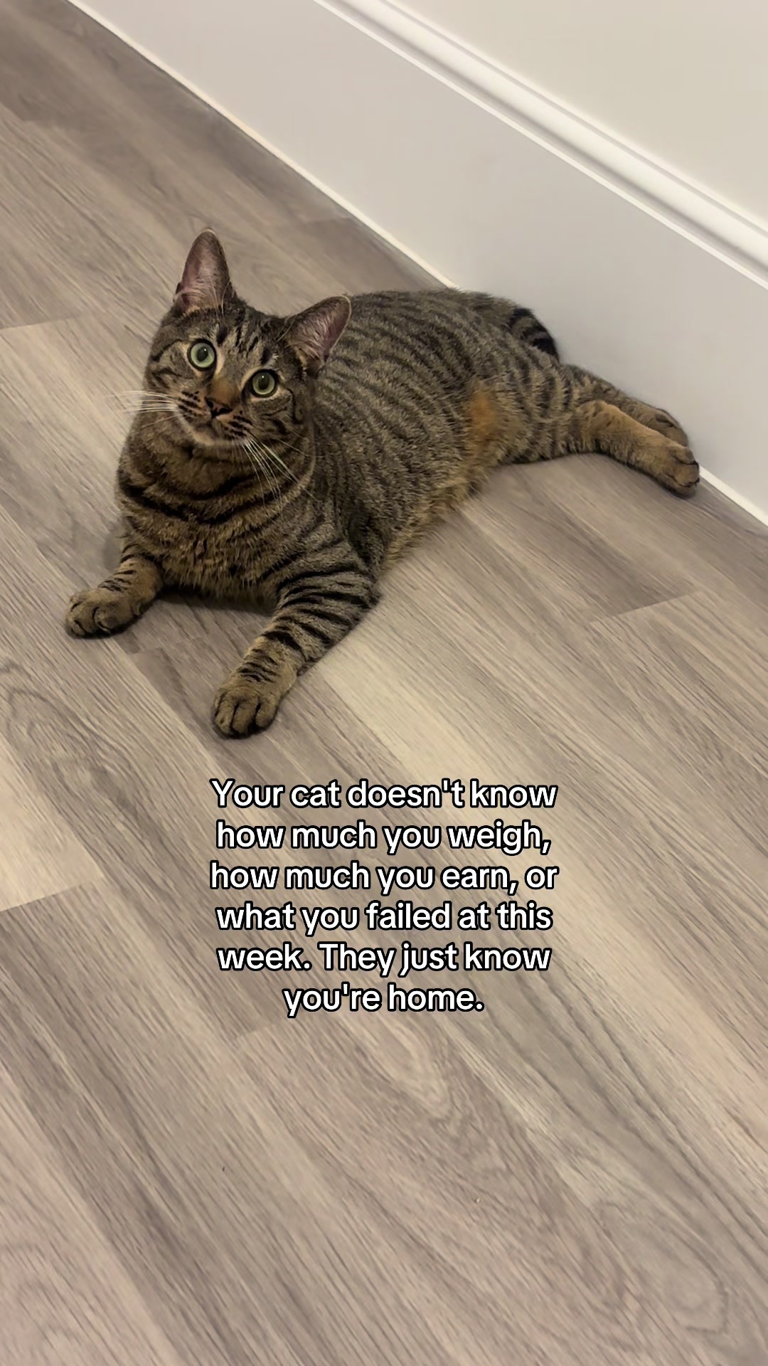 @😺Timothythecat0😺