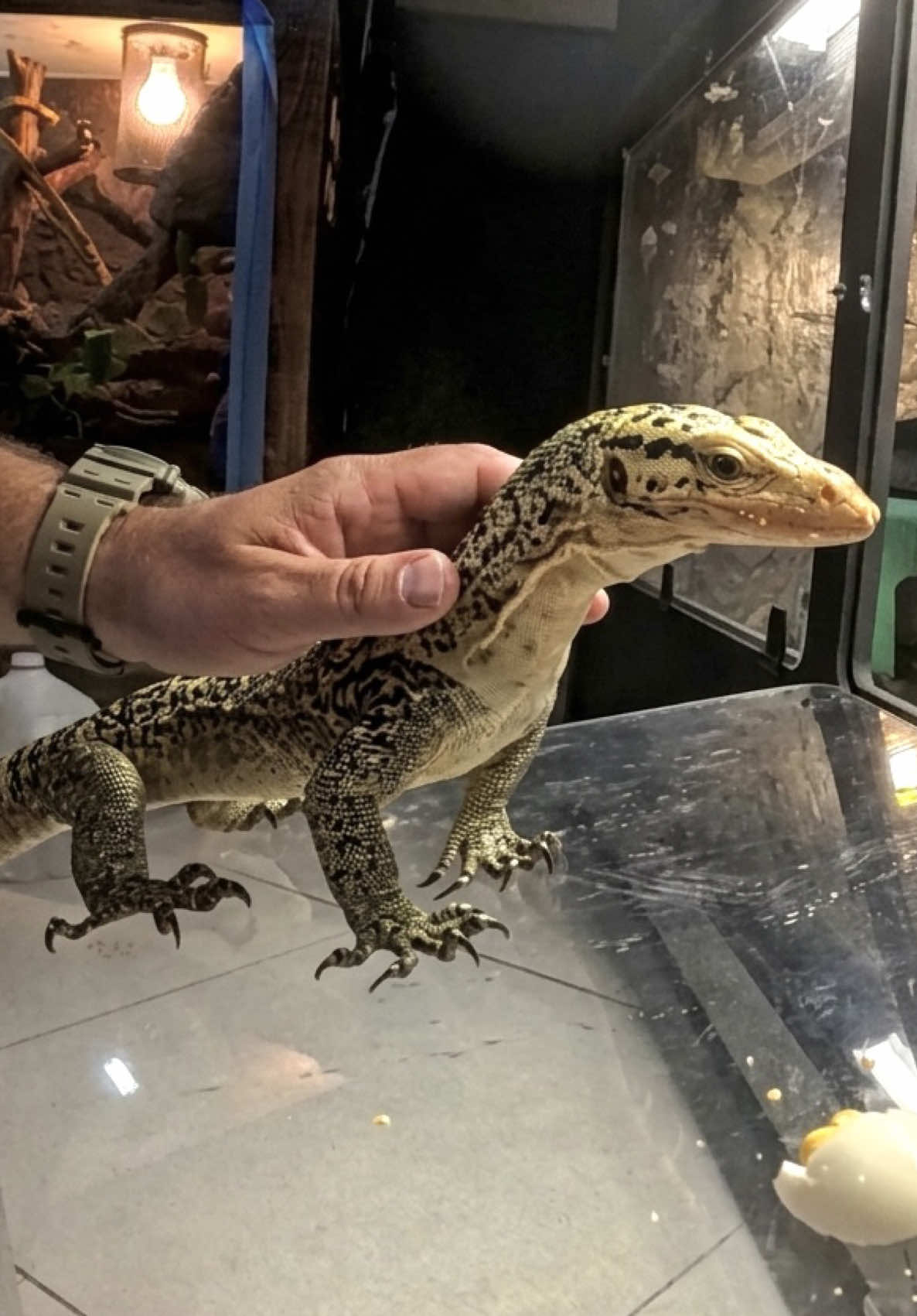@Tommys_reptiles