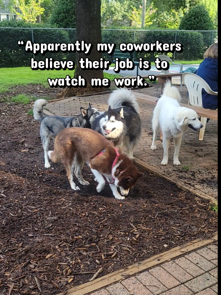 @the Hussey Husky