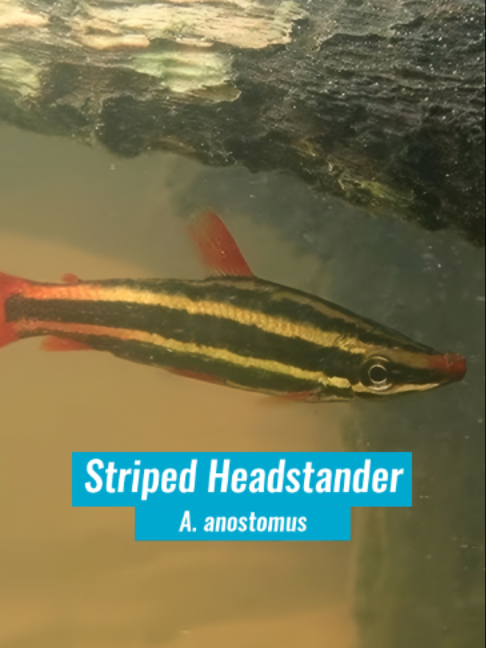 @Fishipedia world