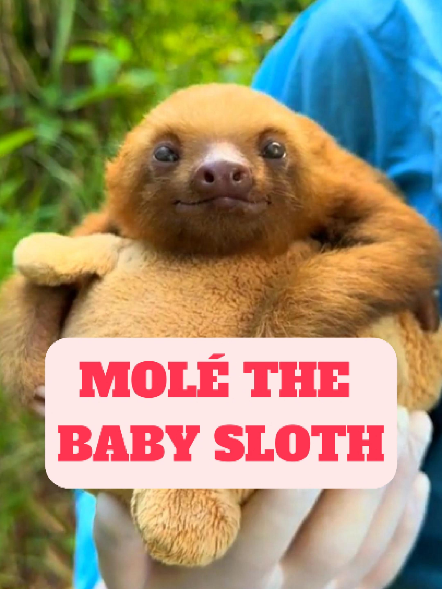 @WildlifeWonderTV Animal Facts