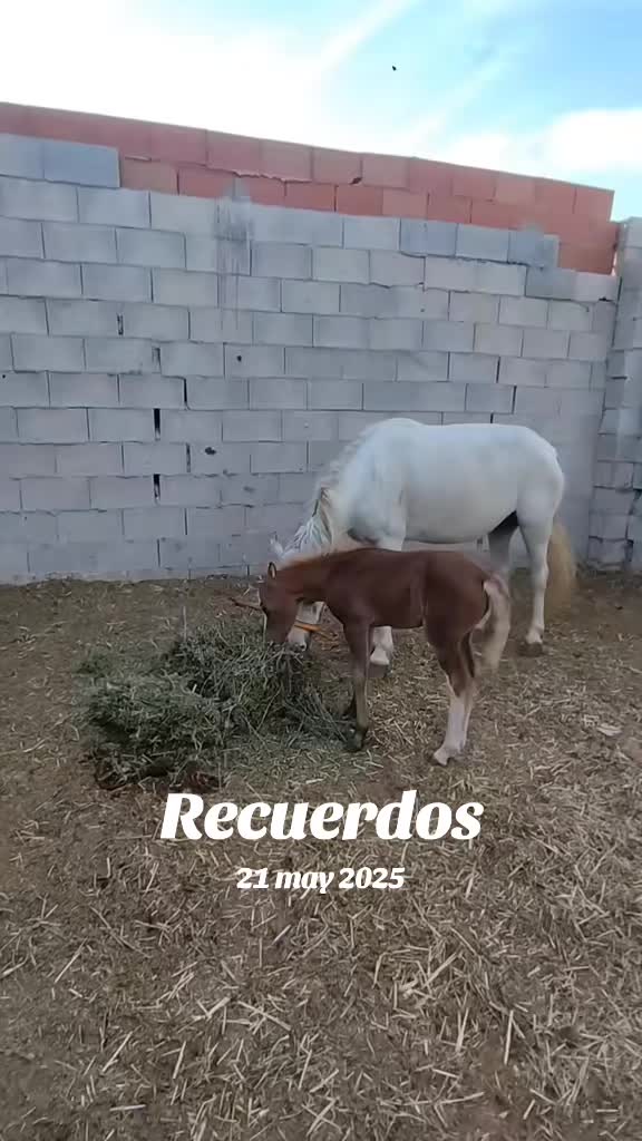 @laferrarilamercedes