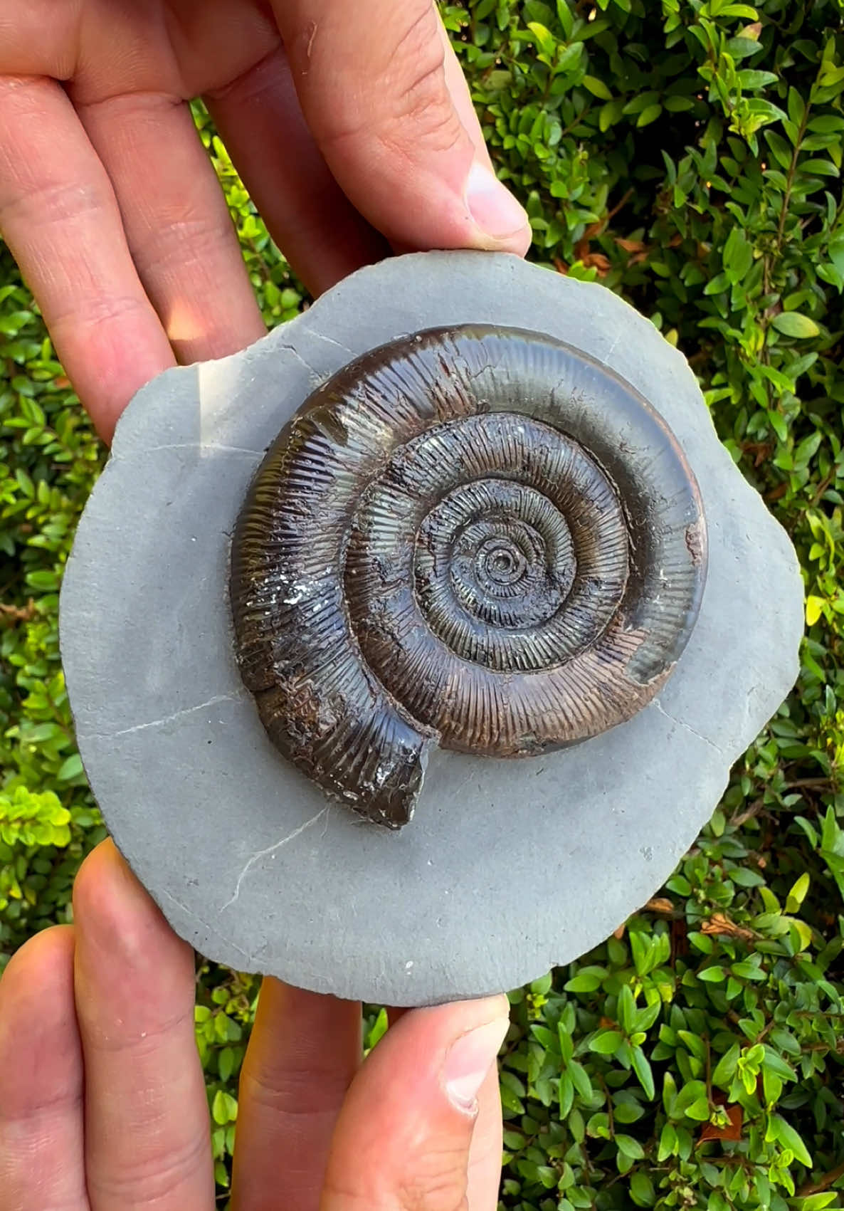 @yorkshire.fossils