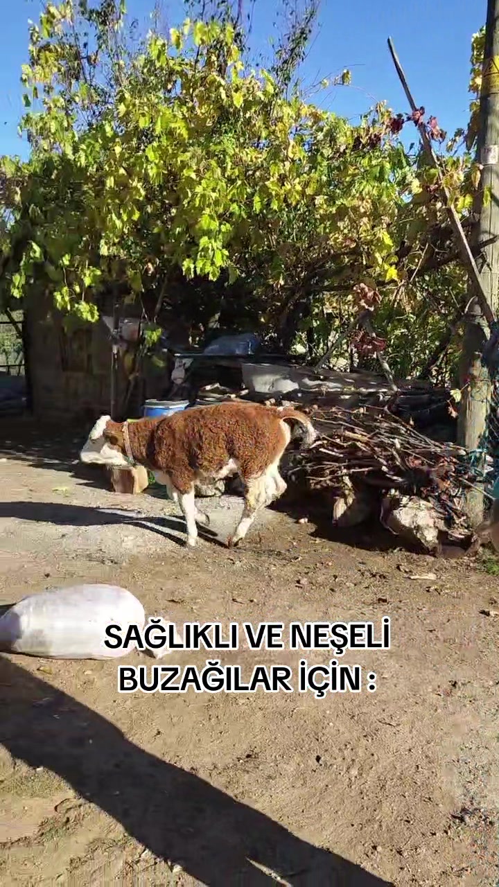 @Vet. Hekim Bülent SEZER