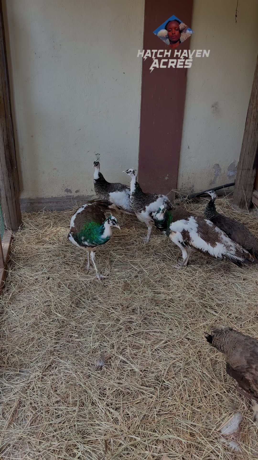 @Hatchhavenacre.ornament 3