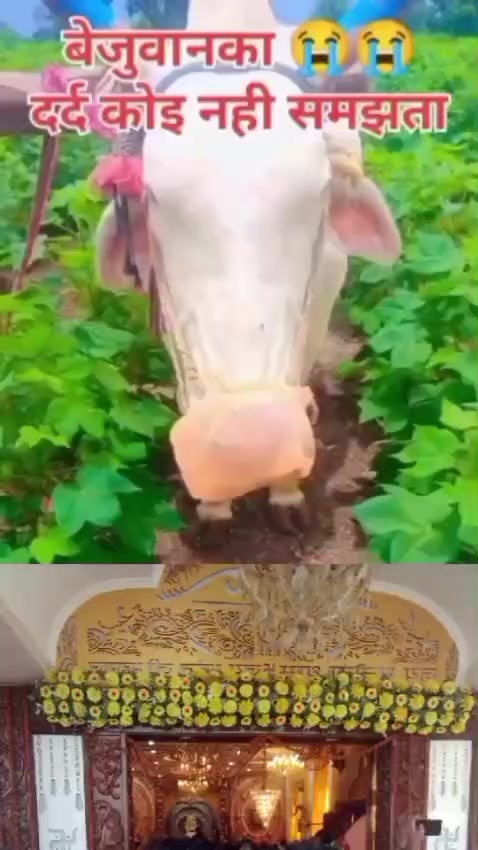 @RJ RABINDAR