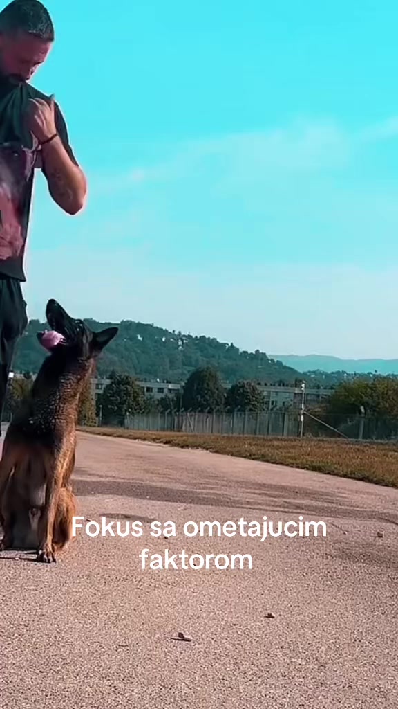 @Golden Wolf