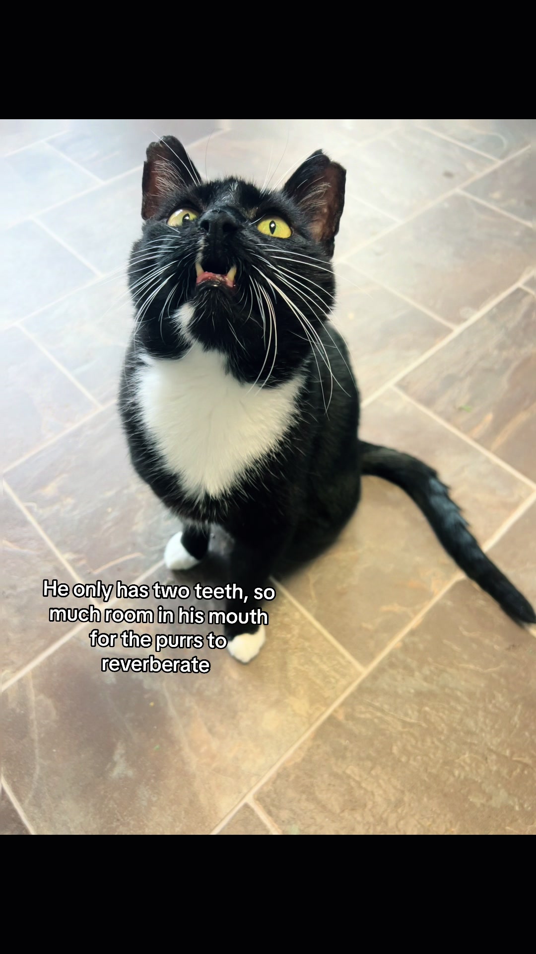 @Toby Purrrs