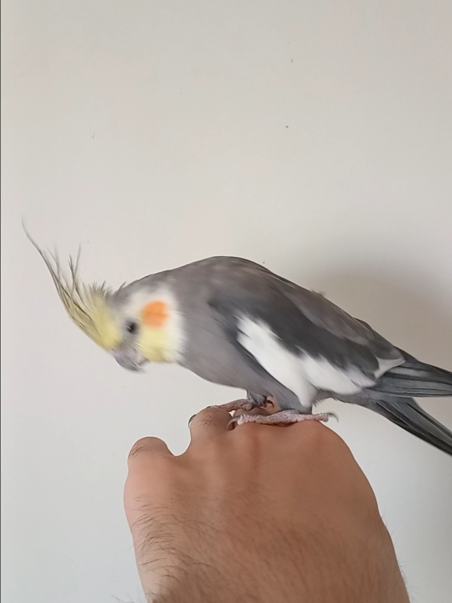 @Budgies108