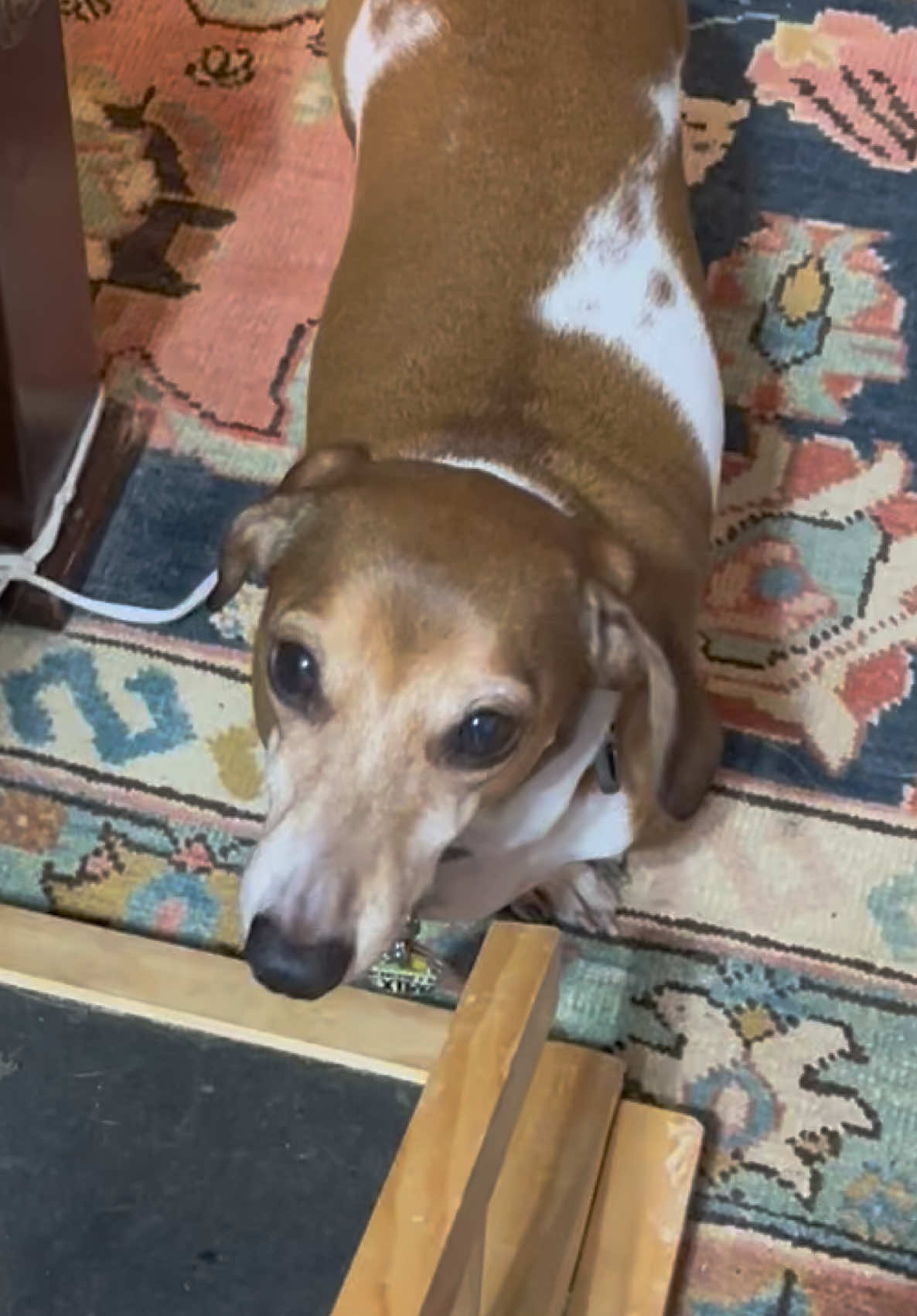 @@ballparkdoxies