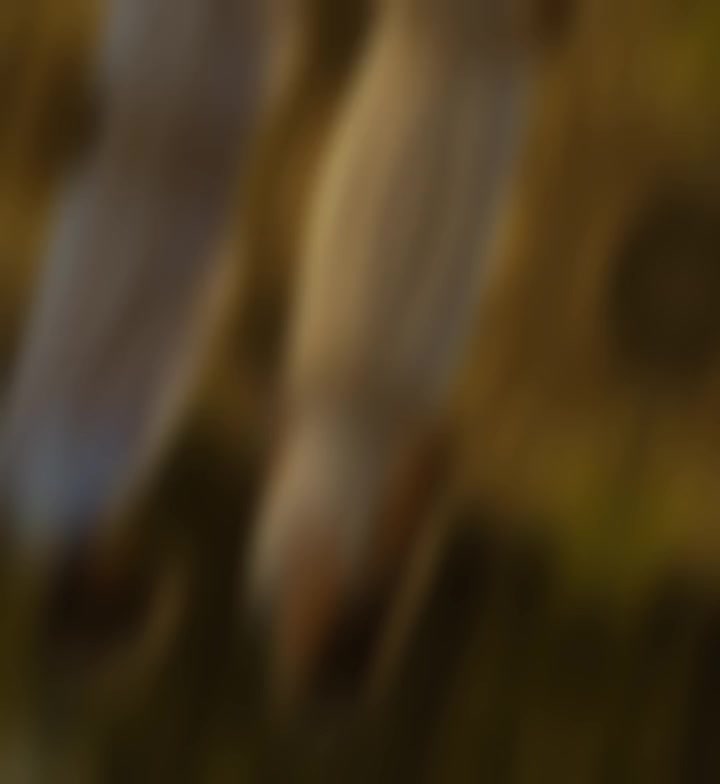@Tꜱʜᴇʏ_Rɪɴɢ ♛™