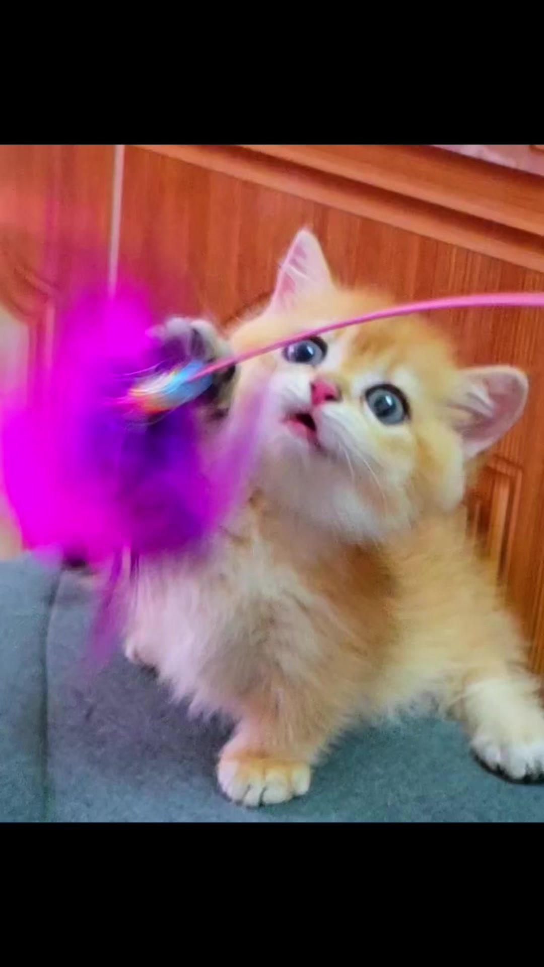 @fuyncats