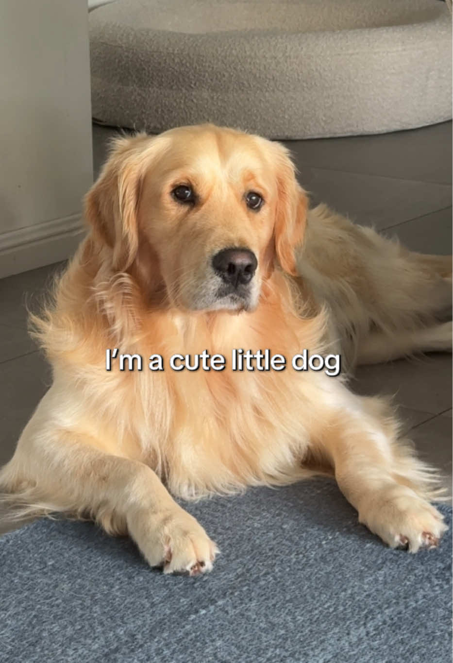 @lunas_golden_life
