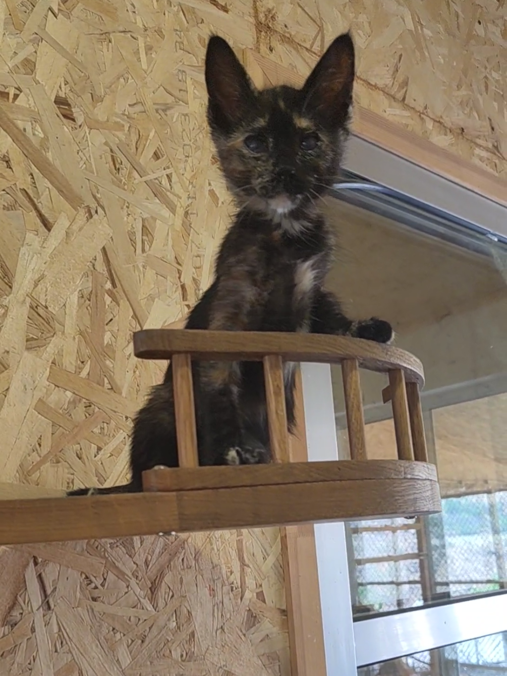 @CAToo Cat Rescue Armenia