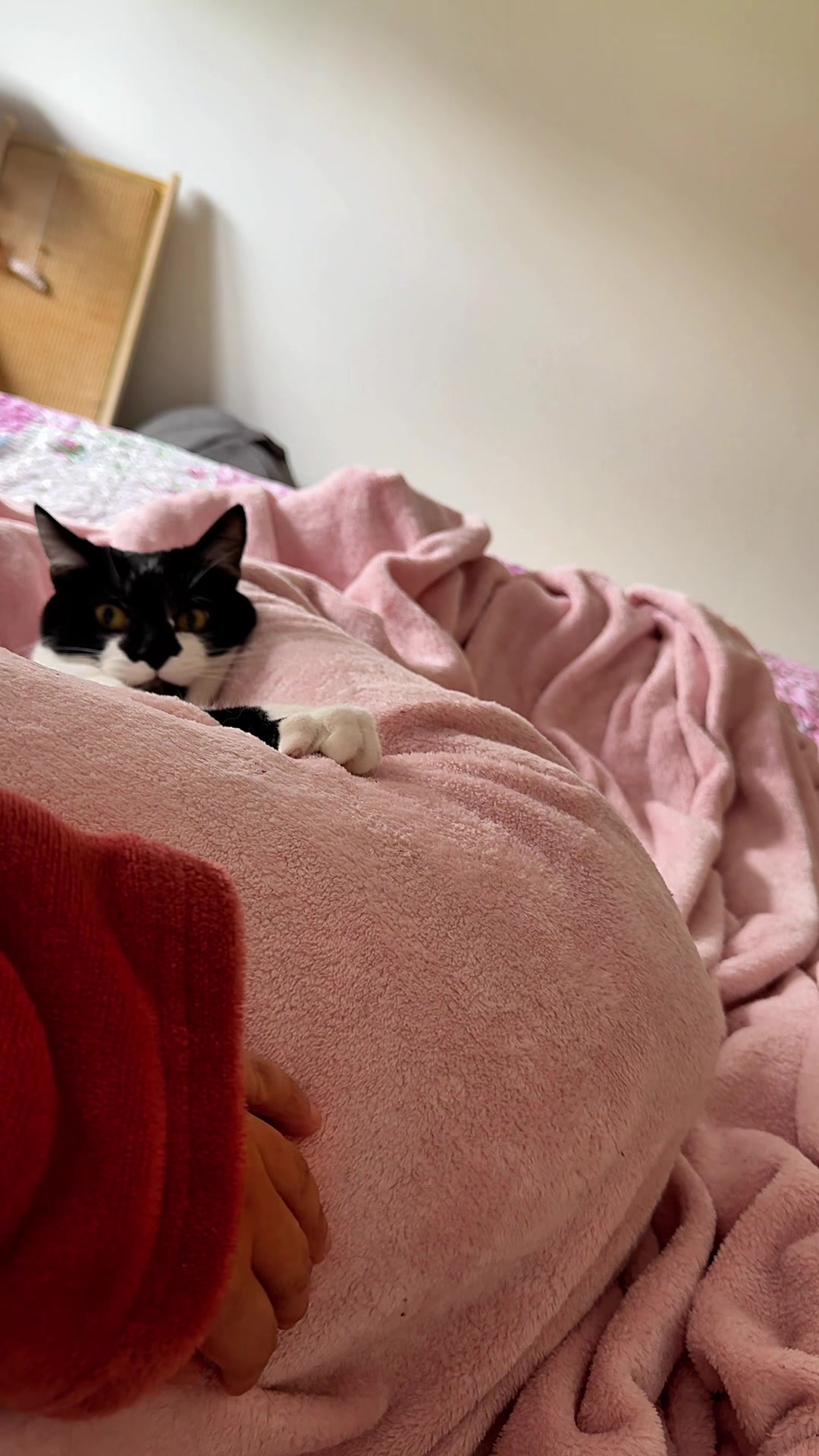 @Chibi.the.cat