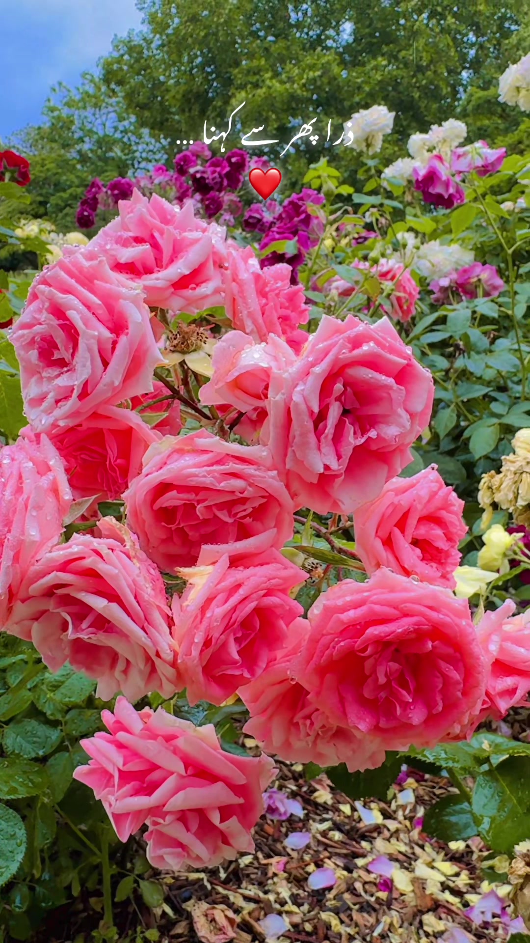 @Mehreen_Ahmed