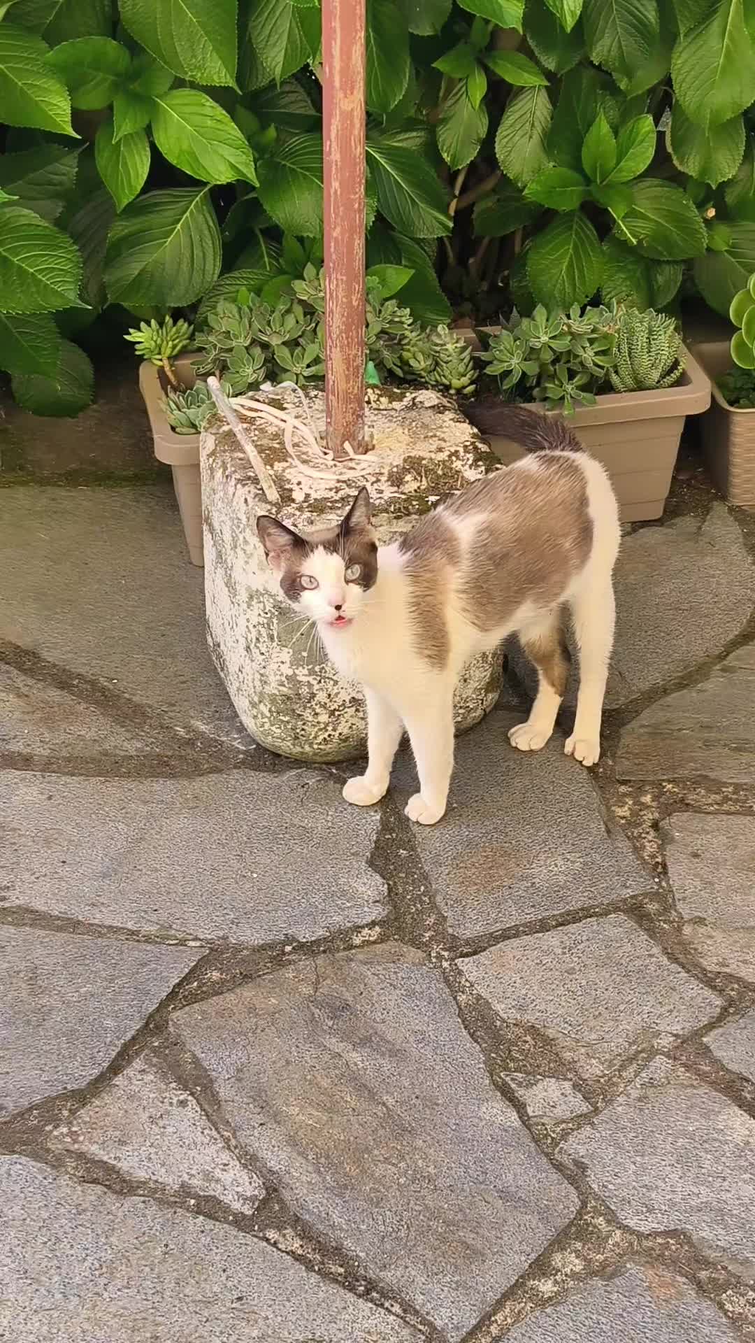 @La loca de los gatos