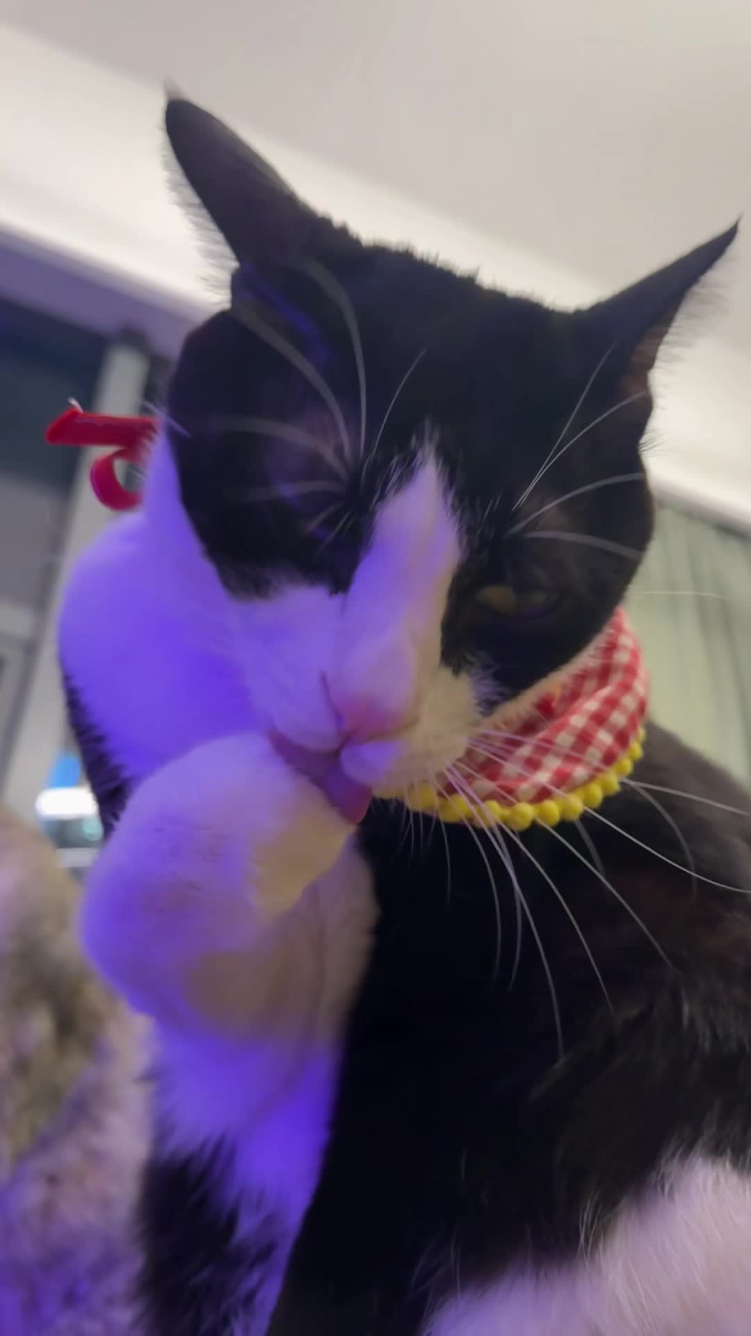 @Licking Cat