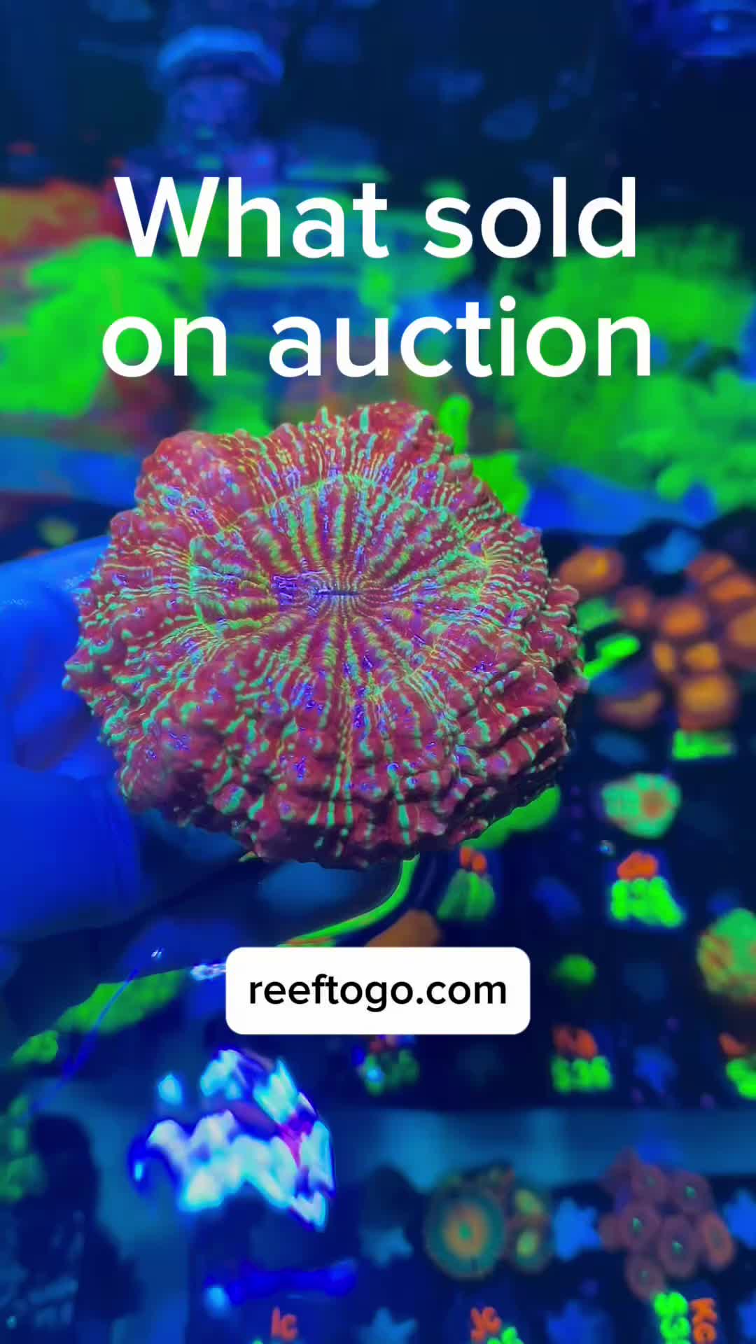@Reeftogo