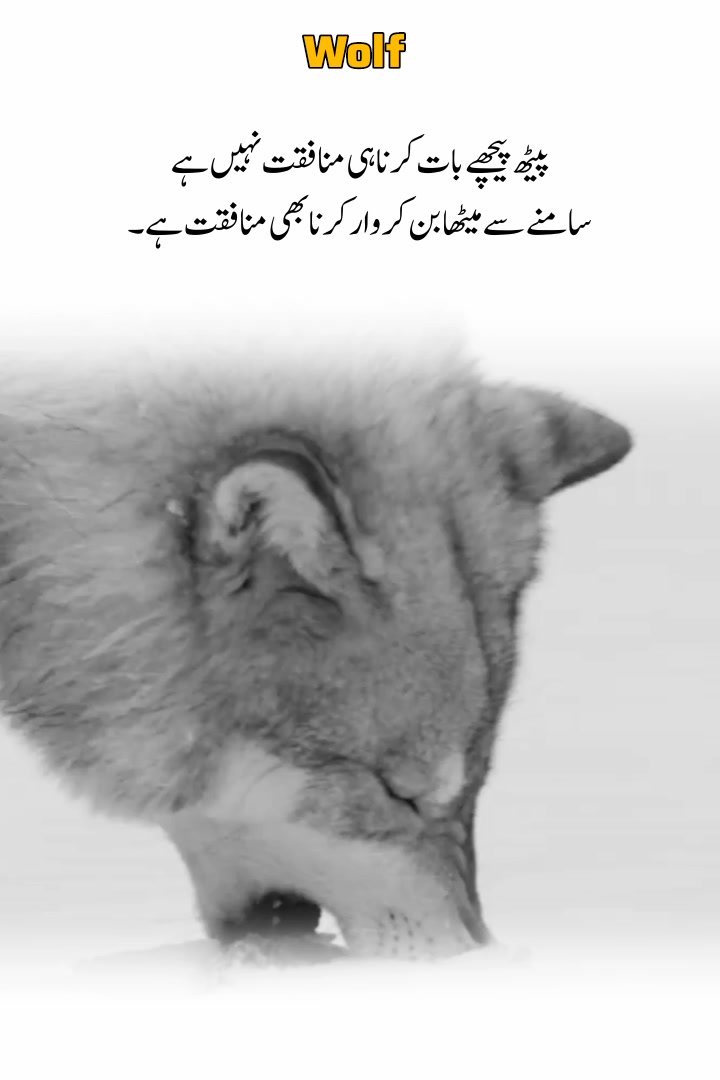 @Wolf ๐บ