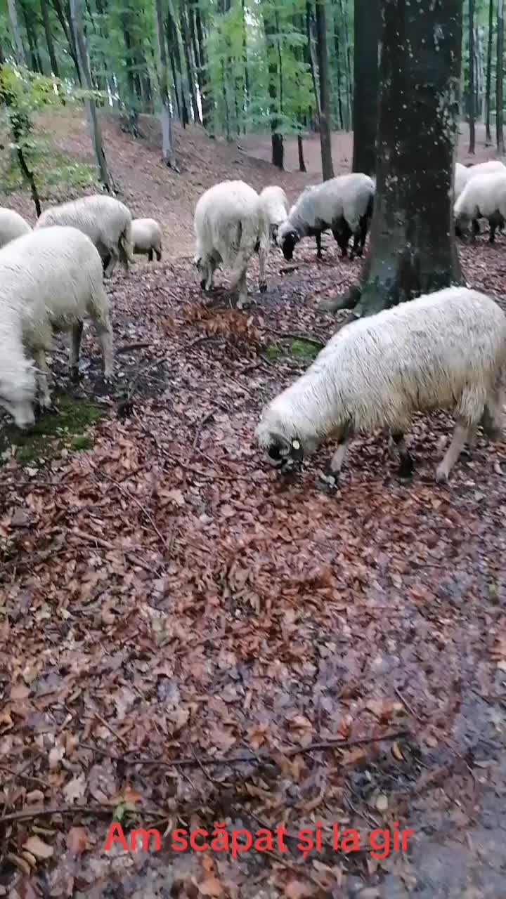 @Ionuț Boghitoi 38