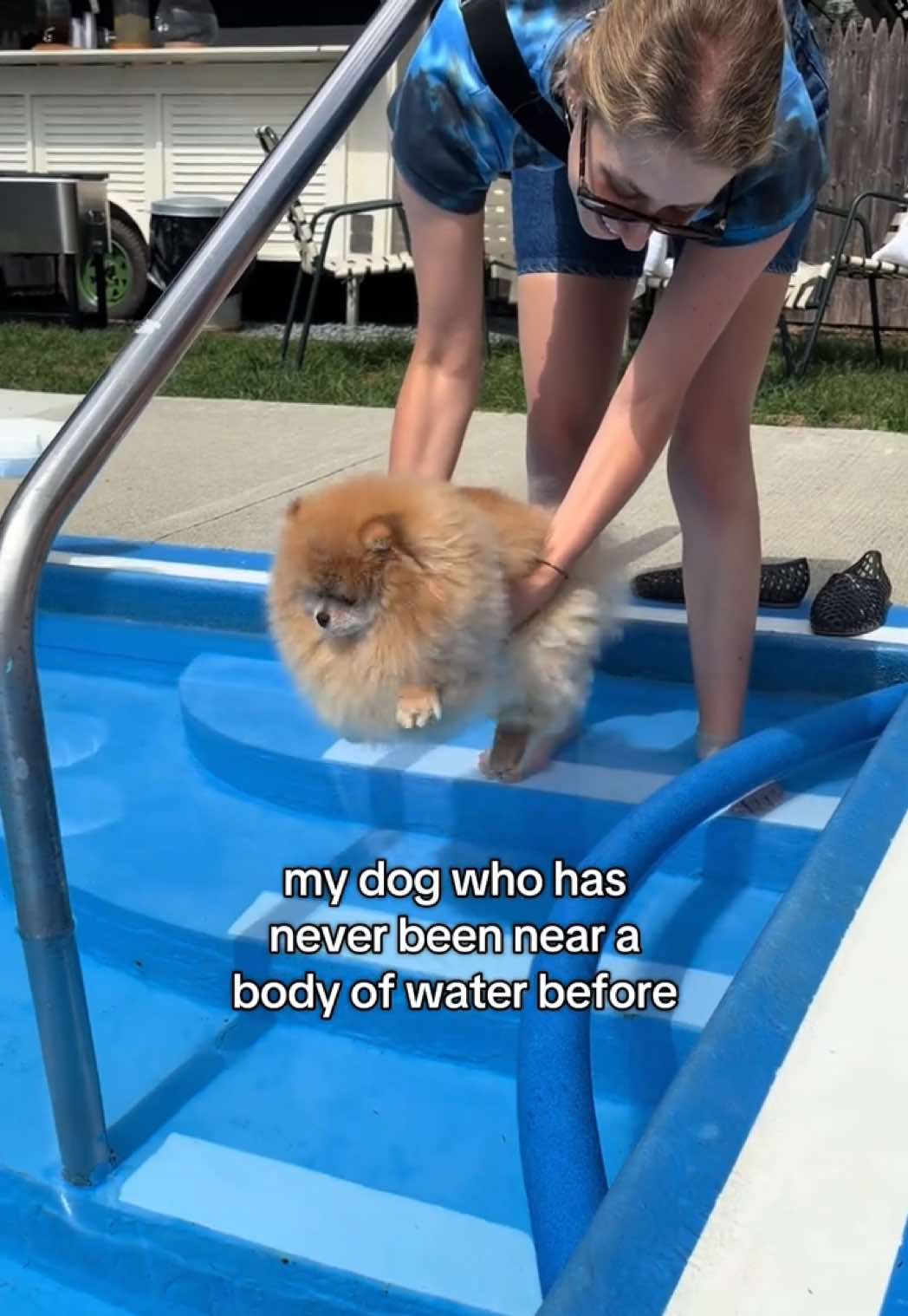 @Keanu the Pomeranian
