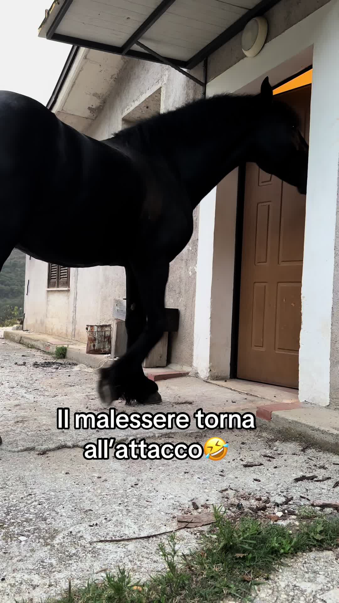 @black_the_friesian