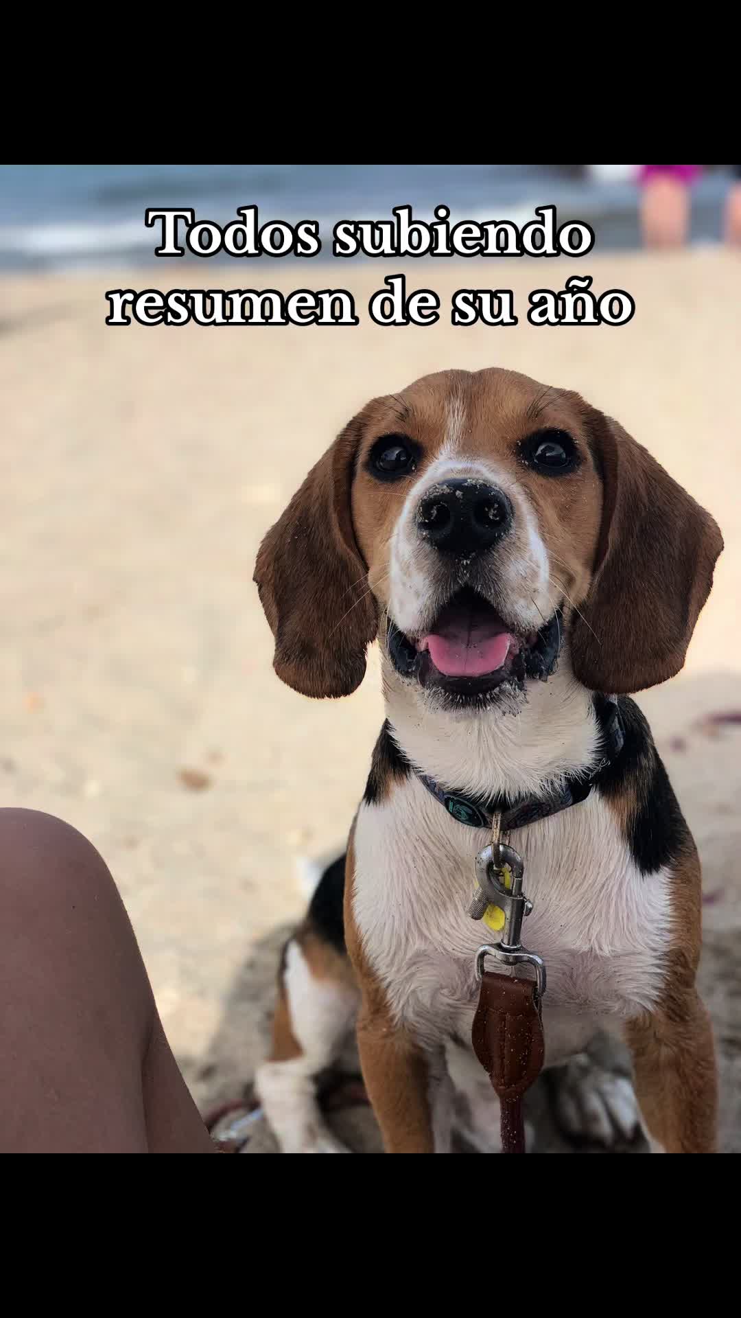 @biggieelbeagle