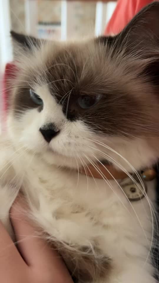 @BecauseCats