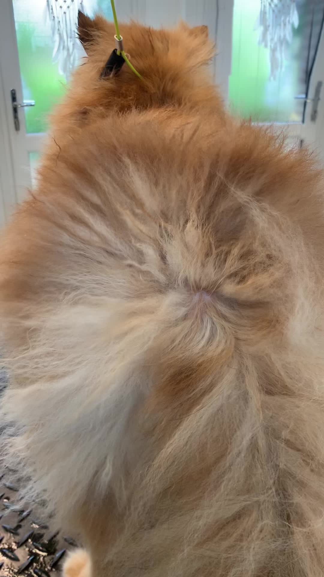 @CheekyCharms🐾