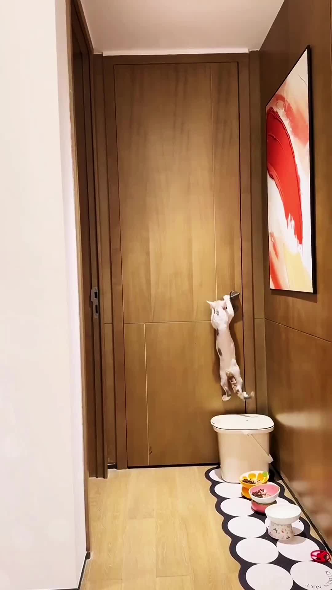 @Mr.Cat