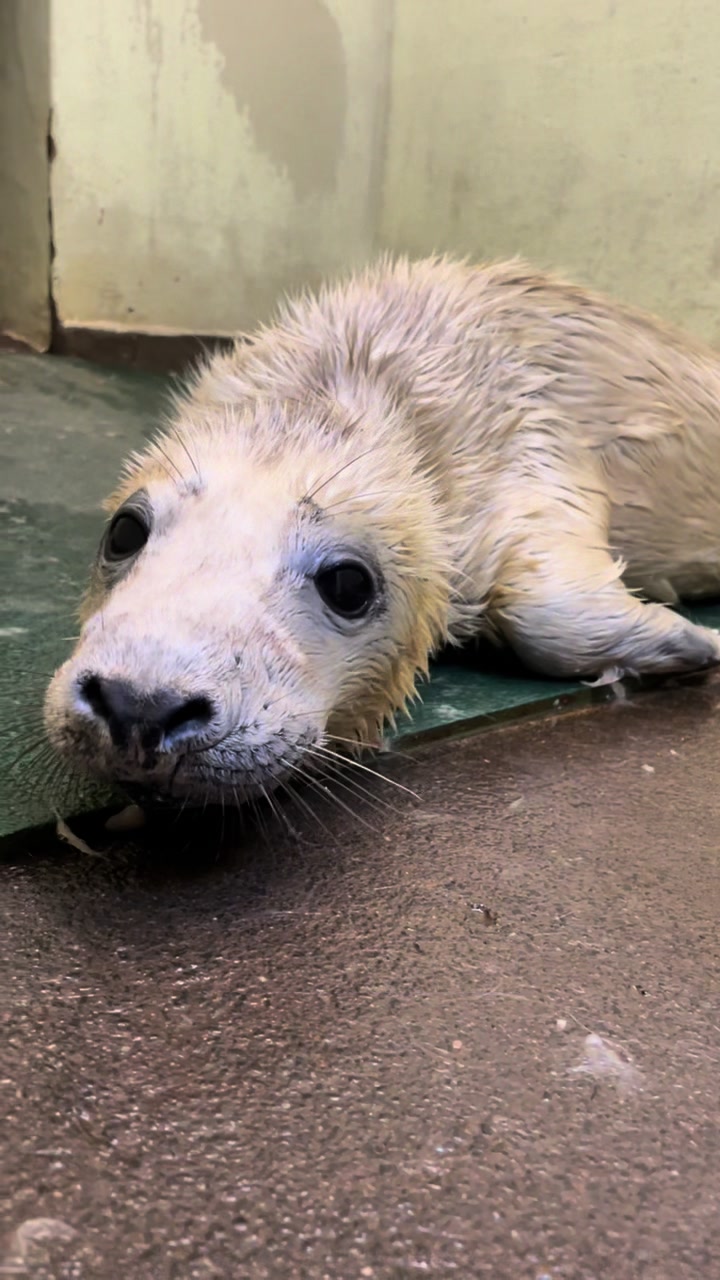 @StapeleyWildlifeRehab