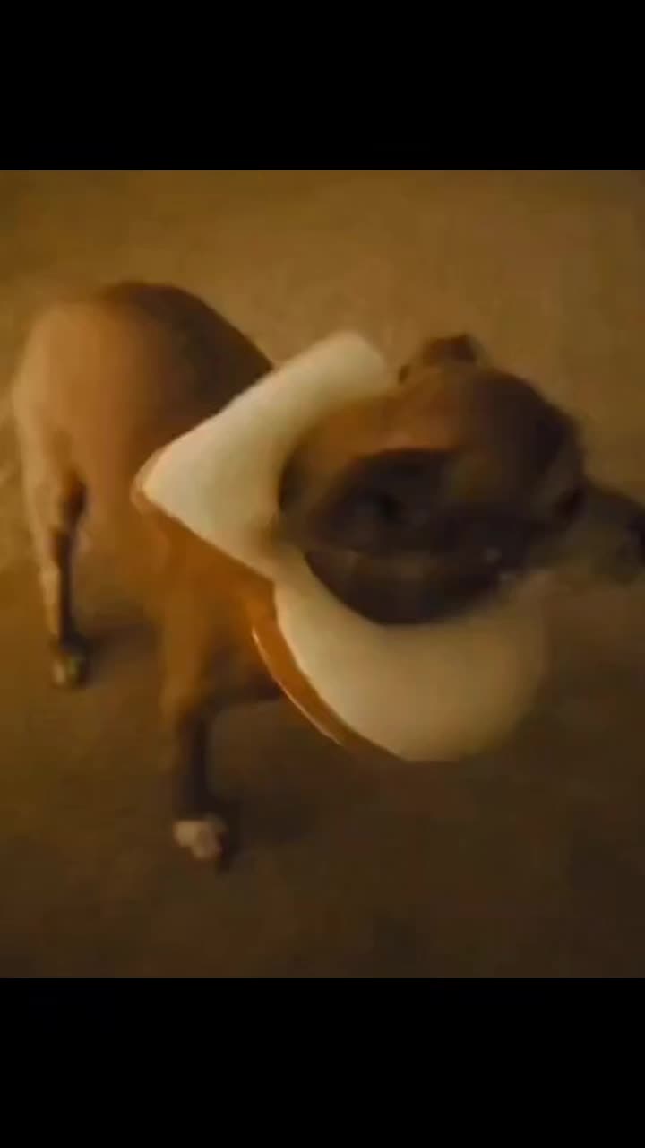 @rozaofthered
