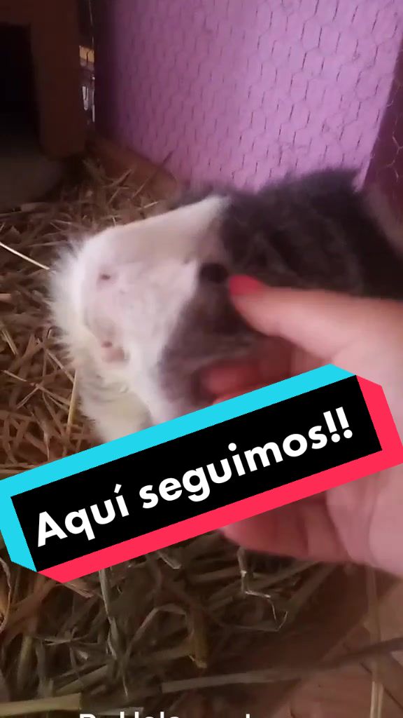 @elrat&oacute;n