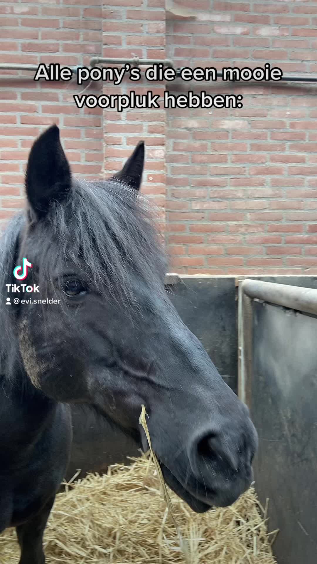 @De Hilversumse ponyclub