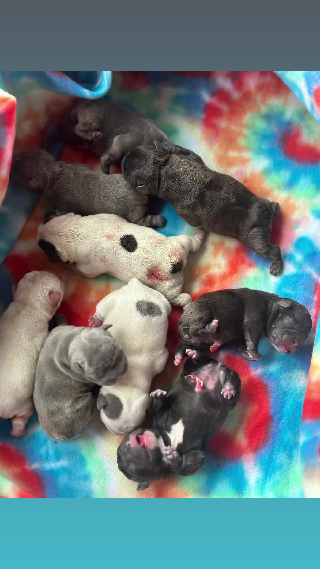 @smithbrothersbullies1