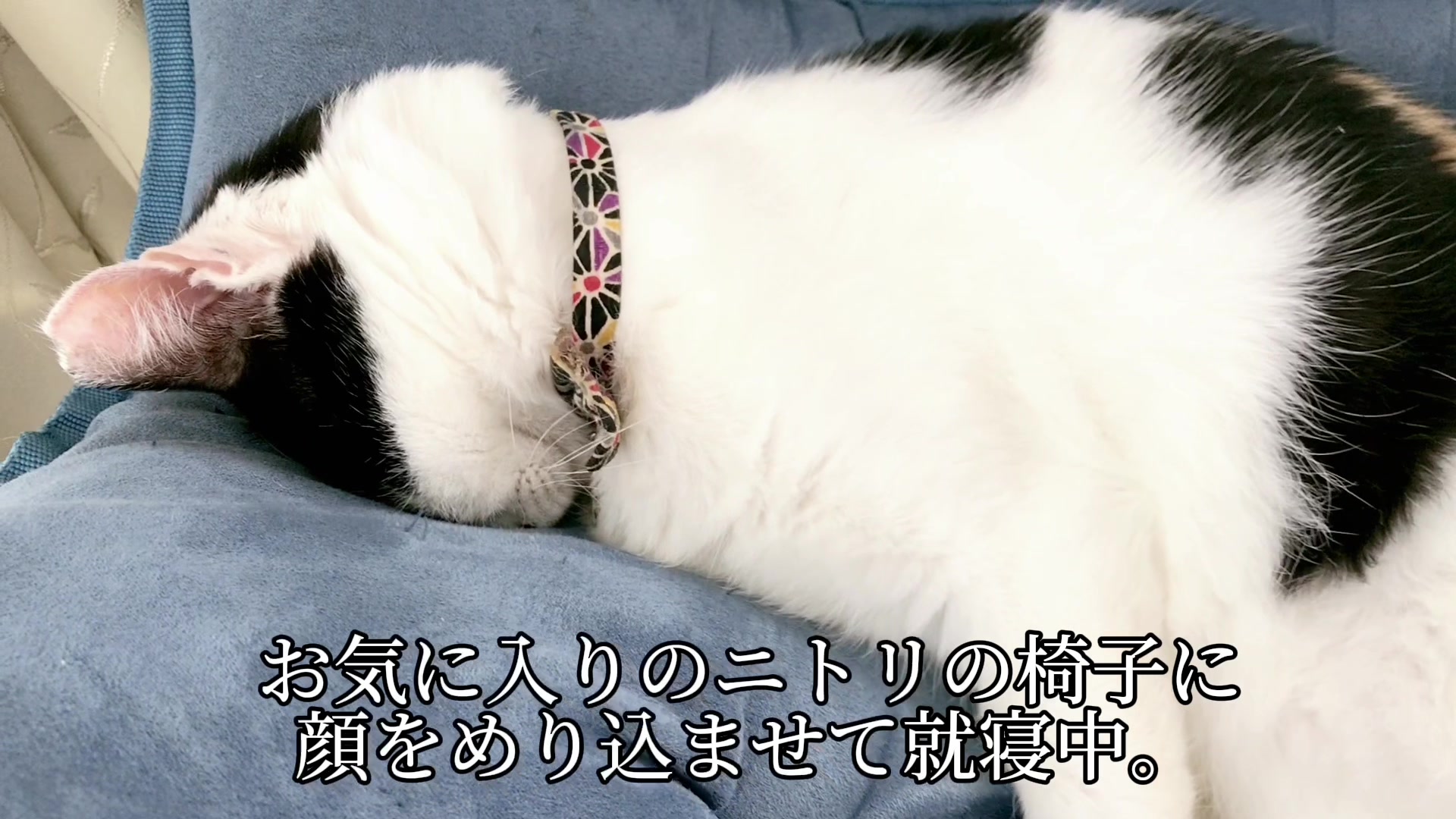 @こゆきチャンネル