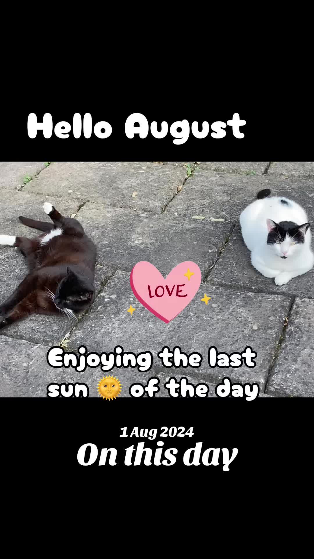 @crazycatladyxfour