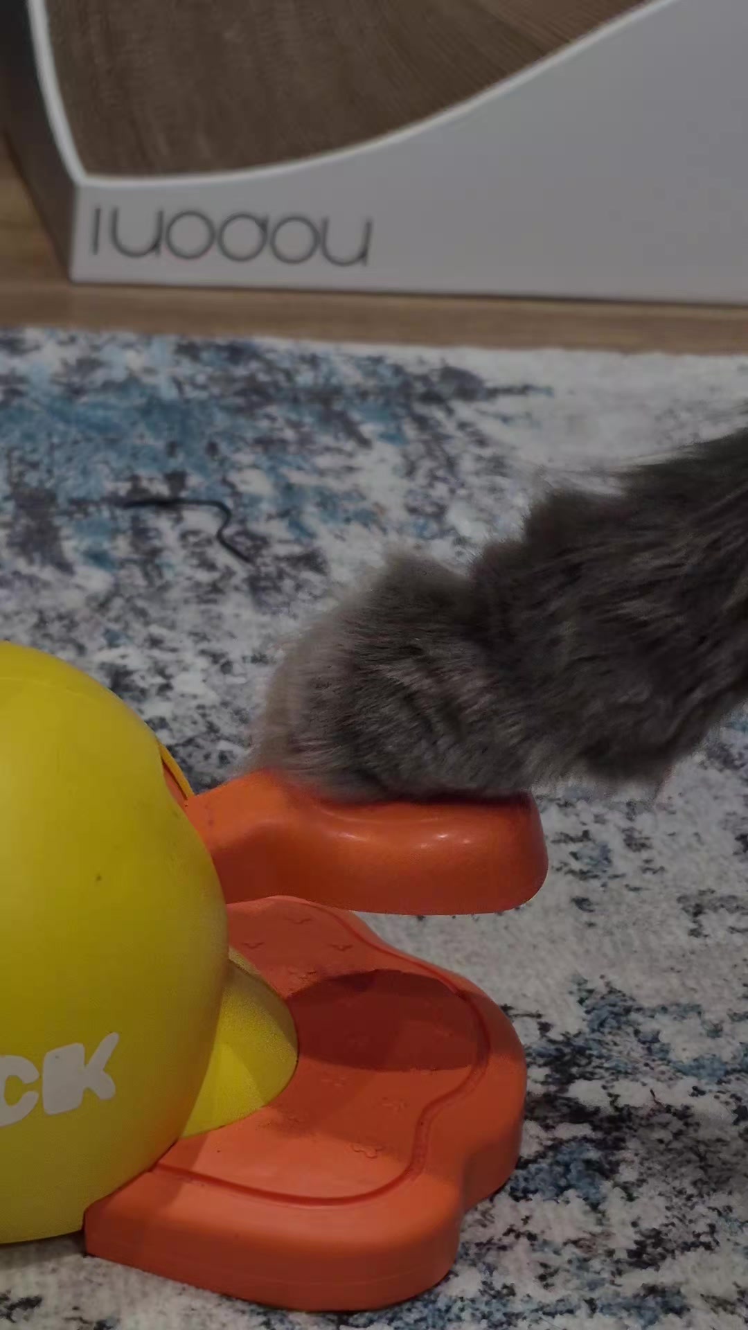 @Ragnar the Maine Coon 🐈