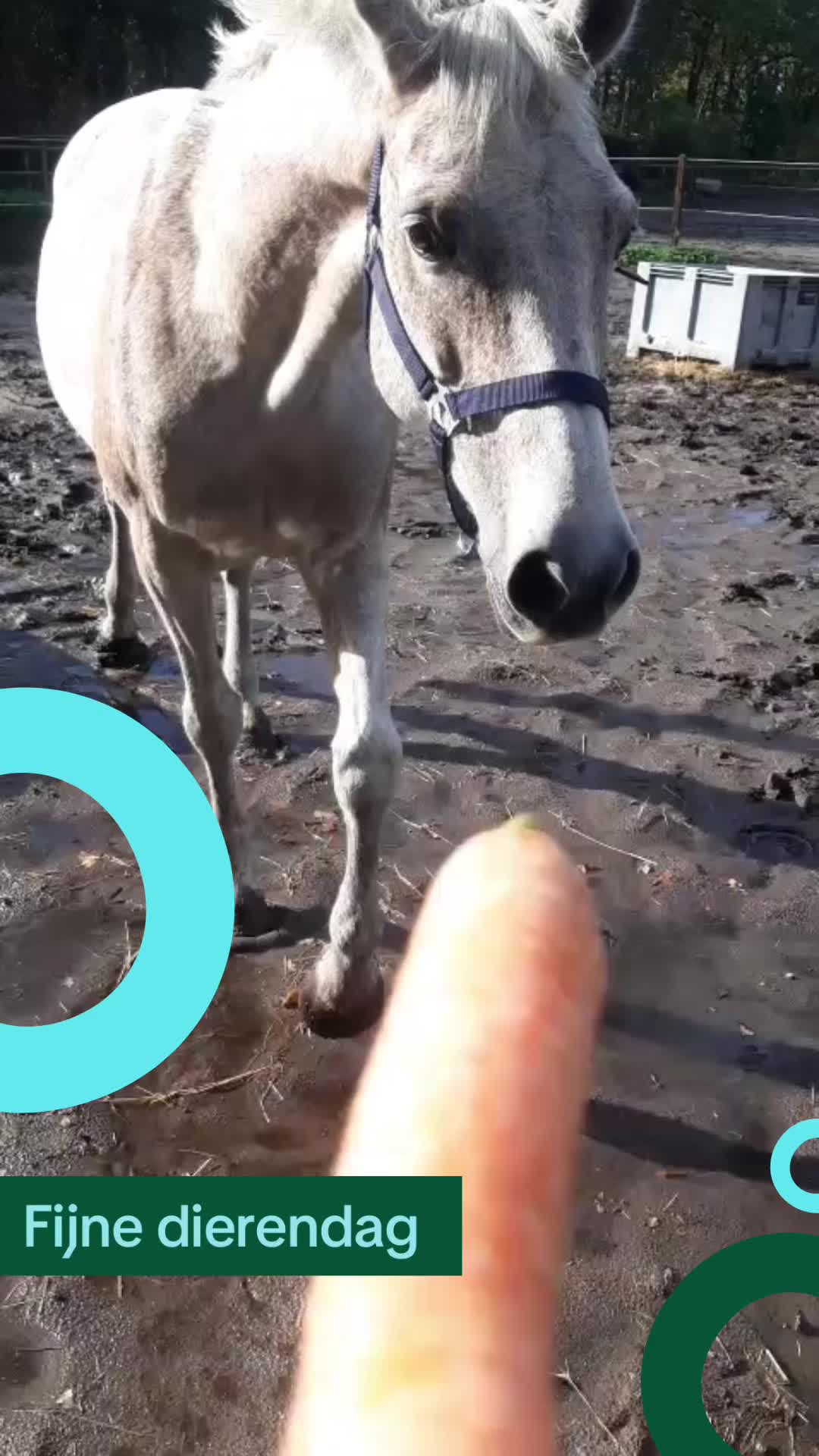 @Paardensport & -houderij Curio