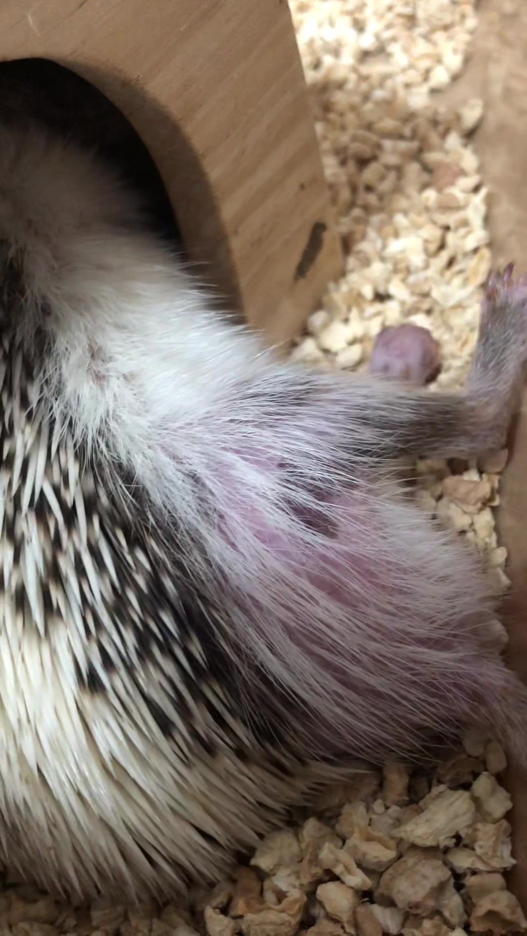 @我が家のハリネズミ🦔