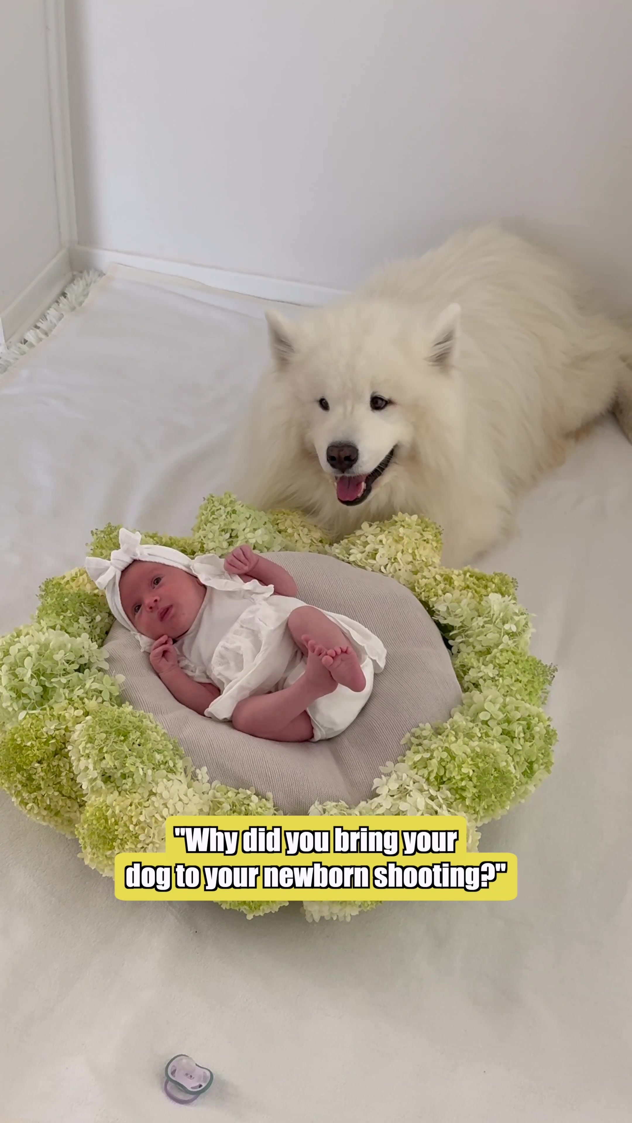 @wanderlust_samoyed