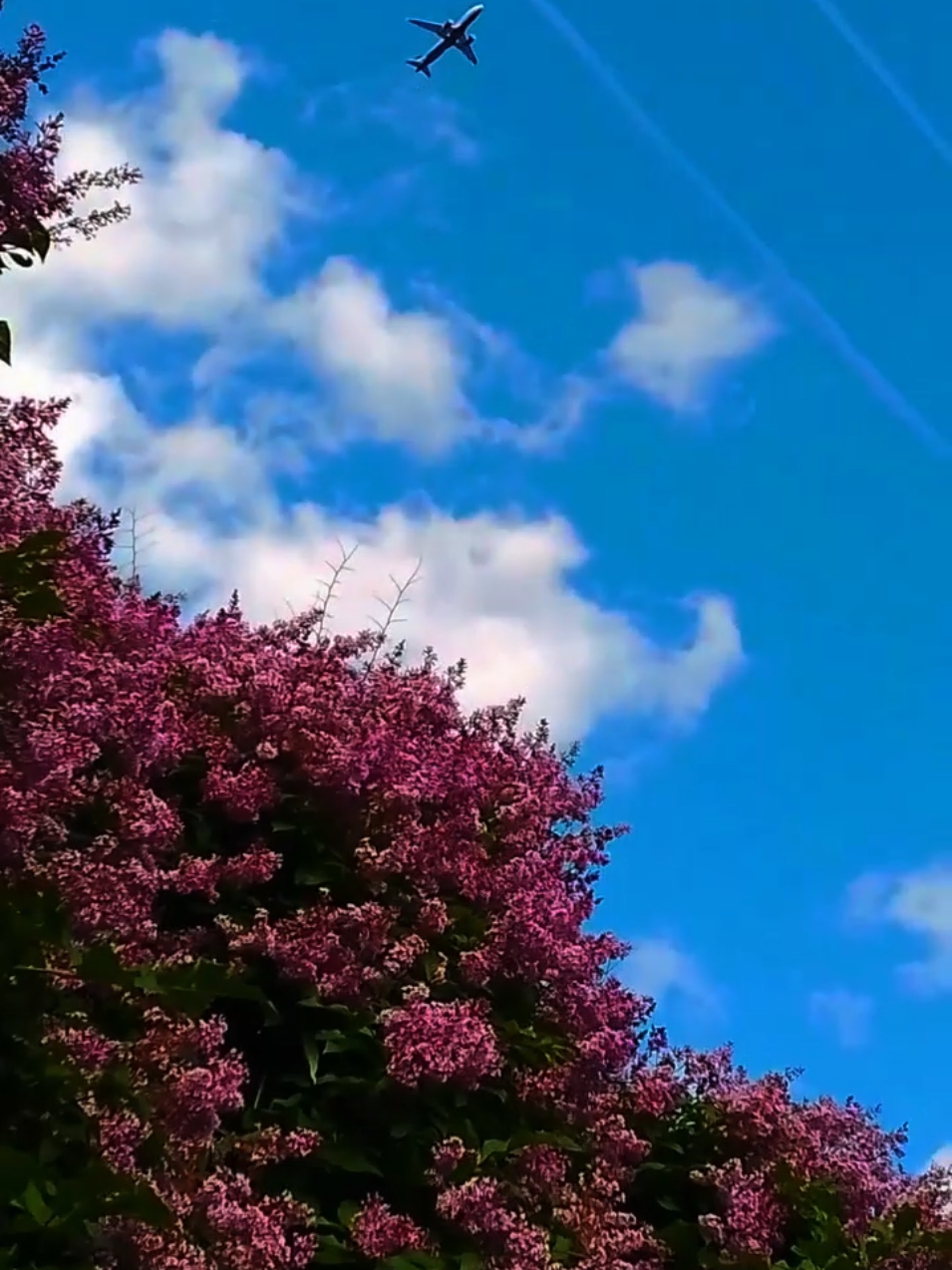 @ᏕᎧᖴᎥ