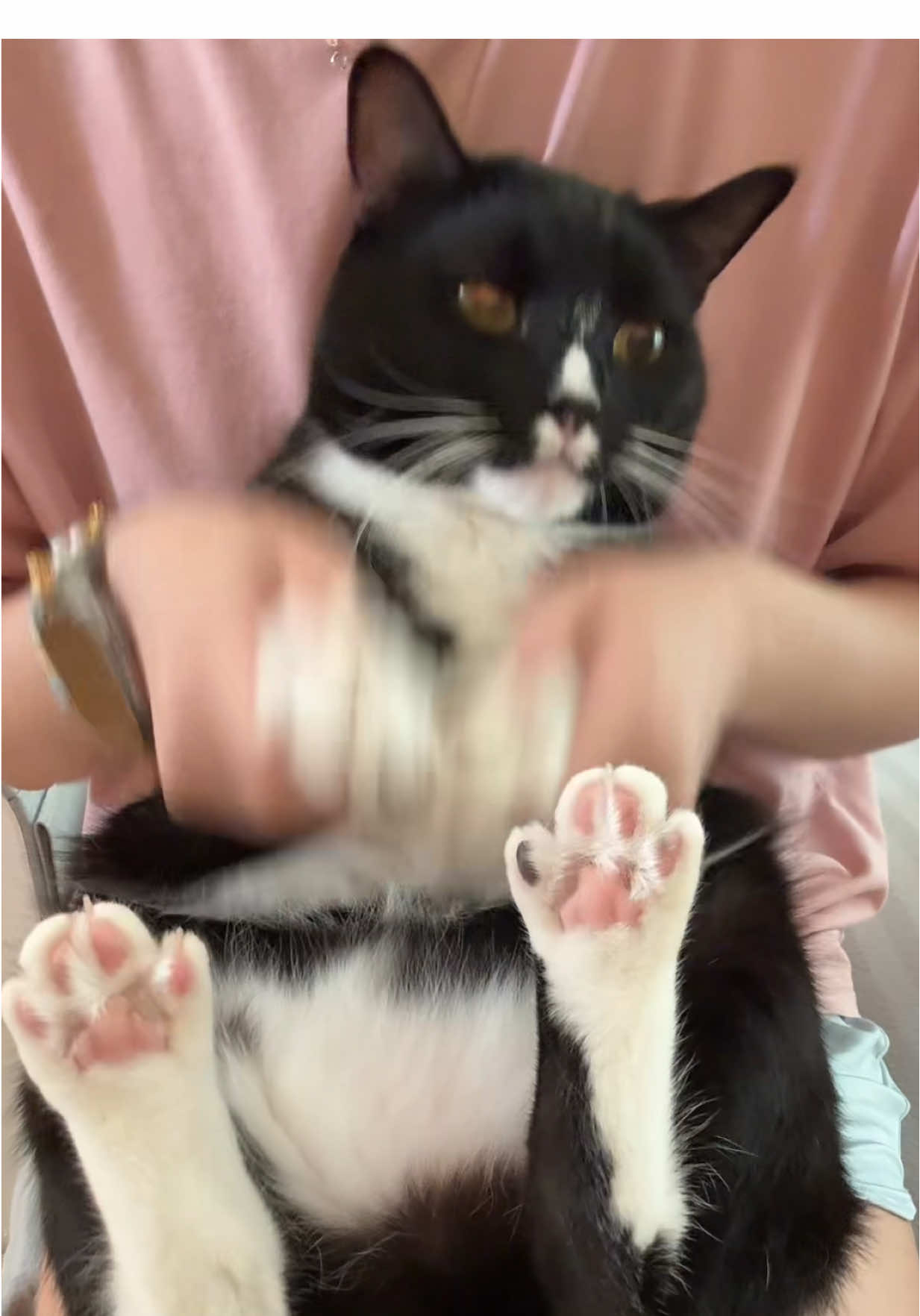 @WaggingTales
