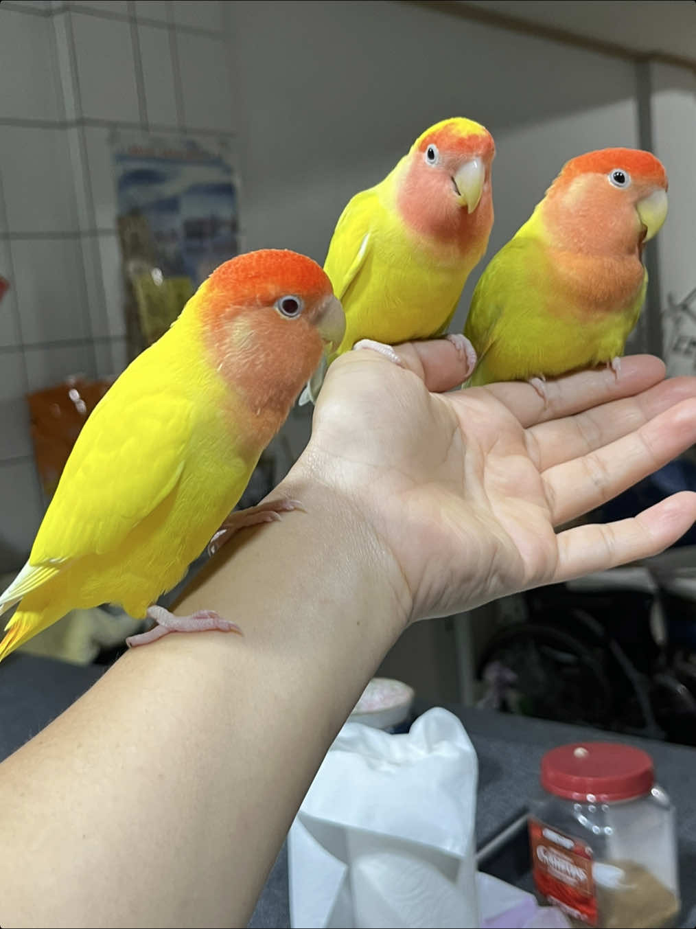 @crisaandbirds