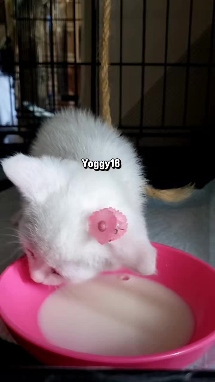 @yoggy18