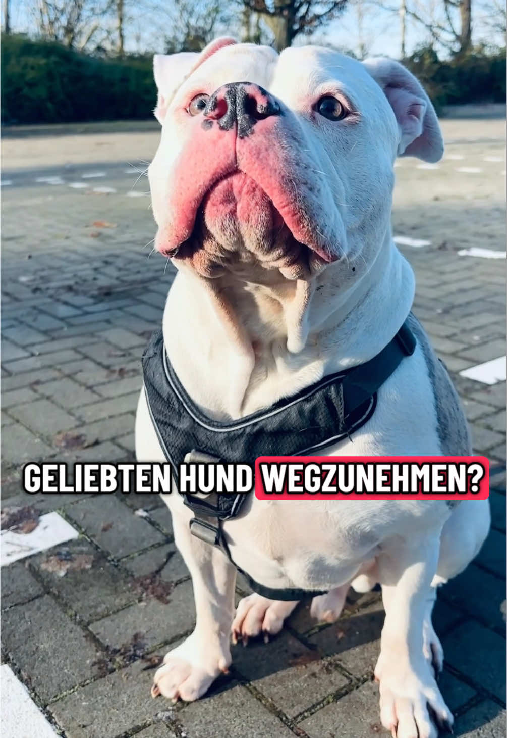 @daxter_the_bulldog