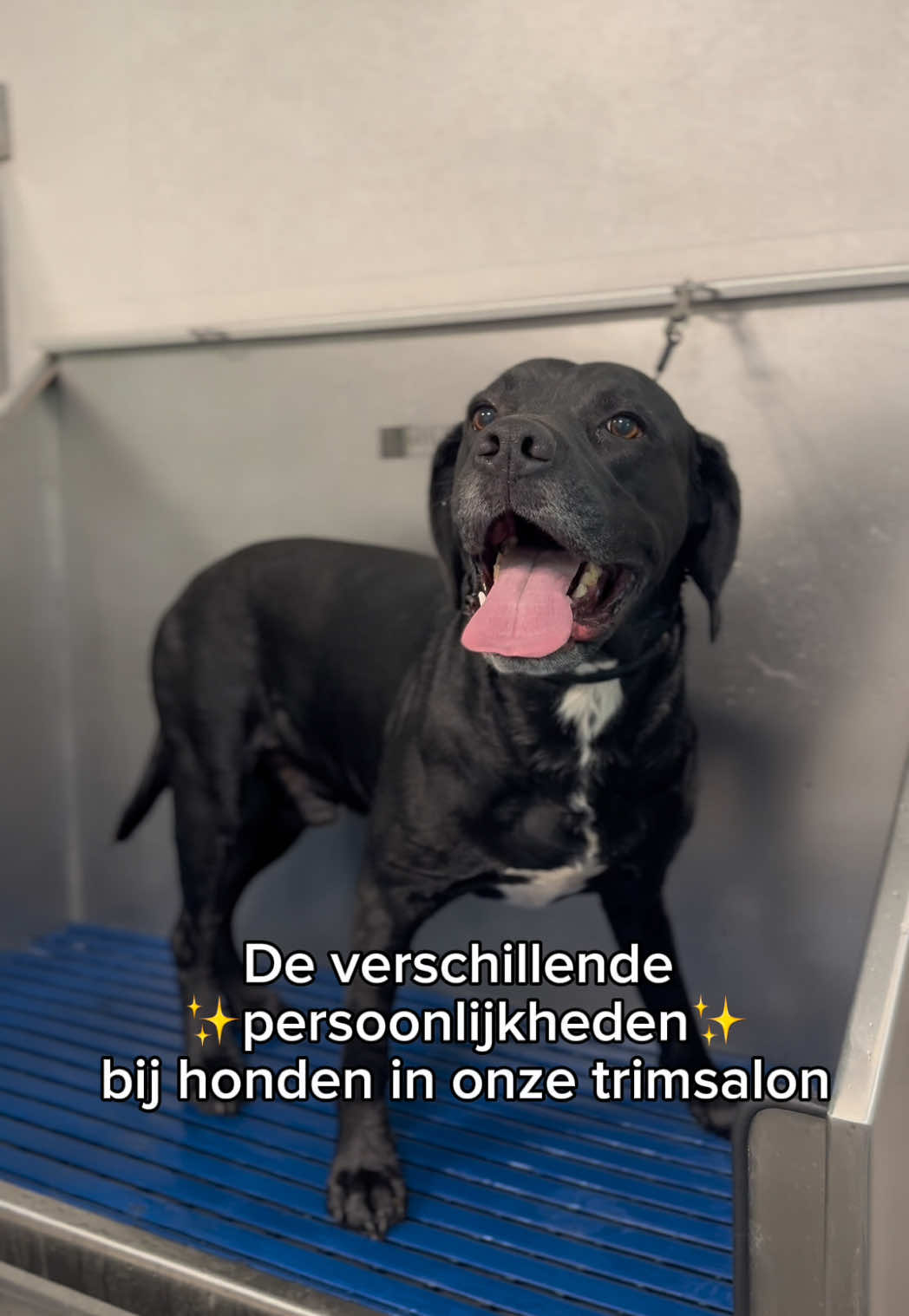 @HuisdierenhotelDeHeggeWeert